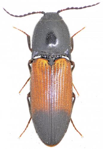 Ampedus balteatus